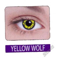 Frutti crazy yellow wolf 