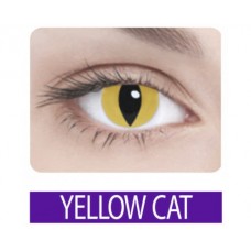 Crazy yellow cat